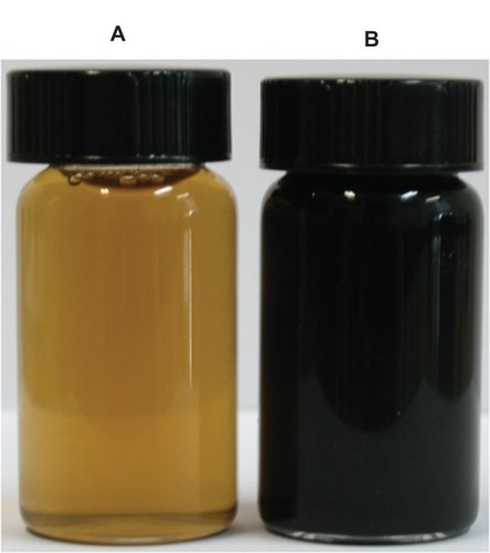 Figure 1 Digital photographs of aqueous dispersions of GO before and after reduction with TEA.Notes: Digital photographs of aqueous dispersions (0.5 mg/mL) of GO before (A) and after (B) the reduction with TEA, which were kept at 30°C for 60 minutes.Abbreviations: GO, graphene oxide; TEA, triethylamine.