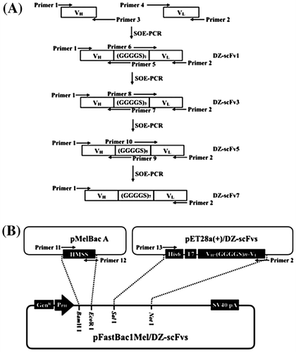 Fig. 1. The multiform construction of DZ-scFvs donor vectors, pFastBac1Mel/DZ-scFvs.