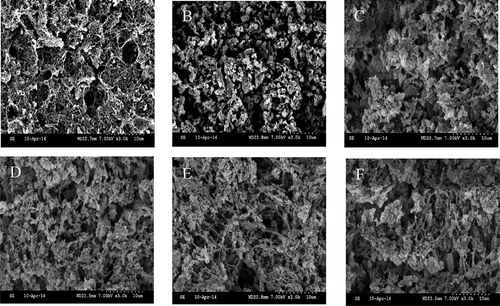 Figure 4. SEM images of the CON and ISPC-gels given various NaCl contents (%).Figura 4.  Imágenes SEM de los geles CON y ISPC con diferentes contenidos determinados de NaCl (%).