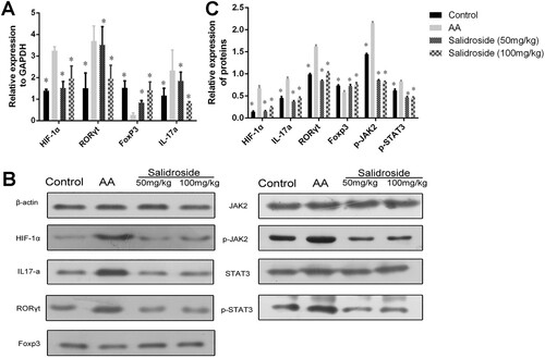 Figure 6. Determination of related cytokines of the STAT3/HIF-1α/RORγt signaling pathway in mice measured by qRT-PCR and WB. (A) Quantitative analysis of the determination of HIF-1α, IL-17a, RORγt, and Foxp3 mRNA levels by qRT-PCR. *, P < 0.05 compared with the AA group. (B) Detection of HIF-1α, IL-17a, RORγt, Foxp3, p-JAK2, JAK2, p-STAT3, and STAT3 proteins by WB. (C) Quantitative analysis of the relative expression of HIF-1α, IL-17a, RORγt, Foxp3, p-JAK2, JAK2, p-STAT3, and STAT3 proteins.*, P < 0.05 compared with the AA group.