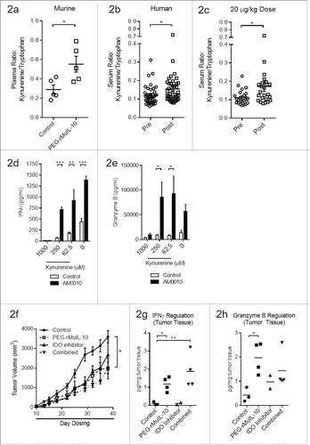 Figure 2. Treatment with an IDO inhibitor and PEG-rMuIL-10 did not exhibit combined antitumor efficacy. (A) Treatment of 4T1 tumor-bearing mice with 1mg/kg PEG-rMuIL-10 s.c. daily alters the plasma kynurenine to tryptophan ratio. Open circles represent control-treated mice, open squares represent PEG-rMuIL-10-treated mice. (B) Treatment of 42 cancer patients with AM0010 increases the serum kynurenine to tryptophan ratio. Open circles represent patients prior to treatment (Pre). Open squares represent patients after treatment (Post). (C) The cancer patient 20 μg/kg dose group serum kynurenine to tryptophan ratio. Open circles represent patients prior to treatment (Pre). Open squares represent patients after treatment (Post). (D) In vitro cell culture media IFNγ levels of activated CD8+ T cells exposed to 100 ng/mL AM0010 and 62.5, 250 or 1000 μM kynurenine for 3 d and triggered for 4 h with anti-CD3. (E) In vitro cell culture media Granzyme B levels of activated CD8+ T cells exposed to 100 ng/mL AM0010 and 62.5, 250 or 1000 μM kynurenine for 3 d and triggered for 4 h with anti-CD3. Data in (D) and (E) are representative of three donor responses. (F) Antitumor efficacy of PEG-rMuIL-10 with or without IDO inhibitor (n = 5 mice/cohort). Closed circles represent control-treated mice, open squares represent PEG-rMuIL-10-treated mice, open triangles represent IDO-inhibitor-treated mice and upside down open triangles represent PEG-rMuIL-10 and IDO inhibitor combined treated mice. Mice were treated with 1 mg/kg PEG-rMuIL-10 s.c. daily, control, IDO inhibitor (1-methyl-D-tryptophan) or the combination of the same dose of PEG-rMuIL-10 with the IDO inhibitor for 28 d. Data are representative of four total in vivo experiments. (G) Intratumoral IFNγ protein levels from two–four 4T1 tumor-bearing mice treated in (2F). (H) Intratumoral Granzyme B of the mice described in (2F). Statistics for Fig. 2(A)–(E) and 2(G)–(H) were determined by Student's t-test where p < 0.05, p < 0.01 and p < 0.001 is denoted by *, **, ***, respectively. Statistics for Fig. 2F was determine by use of ANOVA multiple comparisons where p < 0.05 is denoted by *.