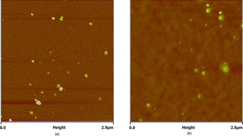 FIG. 8 Ambient acidic particles collected on the iron nanofilm detectors at TMS:(a) an AFM image with a 2.9 μm × 2.9 μm scanning area on an Fe–MS nanofilm detector; (b) a 2.8 μm × 2.8 μm scanning area on an Fe–VE nanofilm detector.