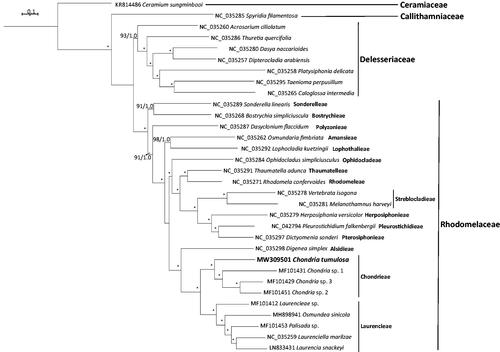 Figure 1. Molecular phylogeny of Chondria tumulosa and 31 other representative species of the Ceramiales (Rhodophyta). Complete chloroplast genomes were downloaded from GenBank and the phylogenomic tree was constructed by the Maximum Likelihood method with 1000 bootstrap replicates, and Bayesian Inference. Numbers along branches indicate nodal support (first value = bootstrap support, second value = Bayesian posterior probabilities). Nodes with full support are indicated with an asterisk. Scale bar = substitutions per site.