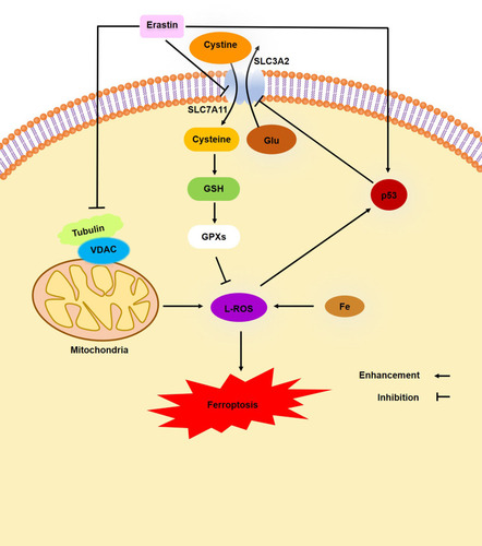 Figure 3 The relevant pathways of ferroptosis induced by erastin.