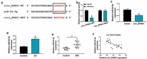 Figure 3. MiR-24-3p was associated with circ_EPB41. (a) The binding sites of circ_EPB41 for miR-24-3p and the mutant sites on circ_EPB41. (b) Dual-luciferase reporter assay was conducted to confirm the binding relationship of circ_EPB41 and miR-24-3p in SRA01/04 cells. (c) The effect of circ_EPB41 overexpression on miR-24-3p expression was determined by qRT-PCR in SRA01/04 cells. (d and e) MiR-24-3p expression was detected by qRT-PCR in SRA01/04 cells treated with UV irradiation, untreated SRA01/04 cells, anterior lens capsules of ARC (N = 19) and transparent anterior lens capsules (N = 13). (f) The association between circ_EPB41 and miR-24-3p expression in ARC tissues was determined by Spearman correlation analysis. *P < 0.05
