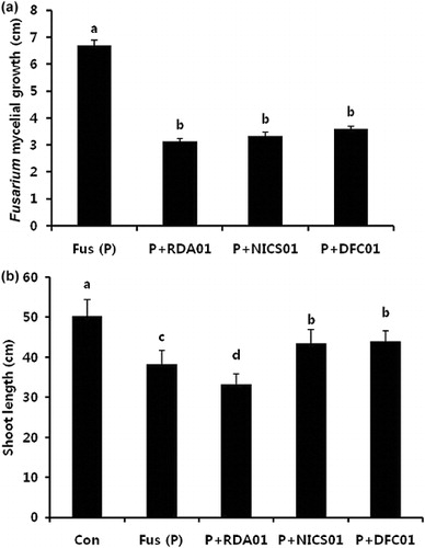 Figure 9. Influence of Penicillium spp. RDA01, NICS01, and DFC01 on the inhibition of Fusarium growth (in vitro) and enhancement of shoot length in infected plants grown under greenhouse conditions. Fus (P), Fusarium; P+RDA01, Fusarium and Penicillium sp. RDA01; P+NICS01, Fusarium and Penicillium sp. NICS01; and P+DFC01, Fusarium and Penicillium sp. DFC01.