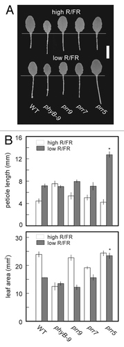 Figure 7. Extreme petiole elongation and normal leaf expansion under low R/FR in the leaves of prr5 mutants. Plants were grown under high R/FR (LD, 40 μmol m-2 s-1 PPFD) for 13 d.a.g, and then transferred to continuous high or low R/FR for 7 d. Their 3rd leaves were measured (n = 6). (A) Representative phenotypes of 3rd leaves in WT, phyB-9 and prr mutants grown under high (upper side) or low (lower side) R/FR. A scale bar indicates 5 mm. (B) Petiole length and leaf area of 3rd leaves. Error bars represent SE. Asterisks indicate significant difference from WT using Tukey's LSD (p ≤ 0.05).