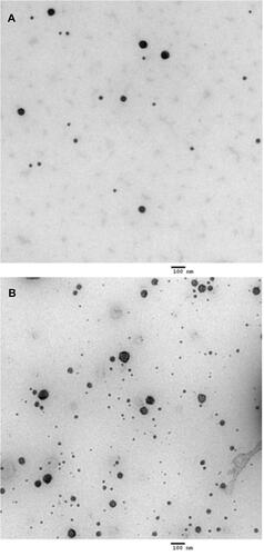 Figure 2 TEM images of the control liposomes (A) and the penetratin-conjugated liposomes (B).