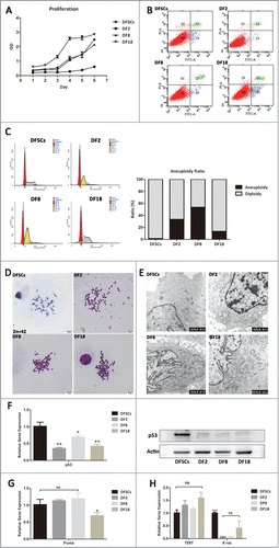 Figure 2. (A) Cell proliferation assay. CCK-8 assay were used to evaluate the proliferation capability of 3 sub-clones and DFSCs. Error bar indicated SEM (n = 3) (B) Cell apoptosis evaluation of 3 sub-clones and DFSCs, using Annexin V-FITC Apoptosis Detection Kit. The apoptosis ratio of DFSCs, DF2, DF8 and DF18 were 2.9%, 0.6%, 4.2% and 4.8% respectively. (C) DNA contents analysis and aneuploidy ratio of 3 sub-clones and DFSCs. Percentage of cells in the S+G2M phases of DFSCs, DF2, DF8 and DF18 were 44.09%, 15.98%, 28.68% and 40.68% respectively. (D) Chromosome number of 3 sub-clones and DFSCs were counted by Giemsa staining assay. (E) Ultrastructures of 3 sub-clones and DFSCs were observed through transmission electron microscope (TEM) (Red quadrangle presented the electronic dense granule). (F) p53 mRNA and protein levels were measured by qRT-PCR and Western blot analysis in DFSCs and sub-clones. (G) mRNA levels of puma were measured by qRT-PCR. (H) Tumor related gene: Tert and K-ras were evaluated by qRT-PCR. Error bar indicated SEM (n = 3). Statistical significance used in this figure: *P < 0.05, **P < 0.01 and ***P < 0.001; ns represented no statistically significant.