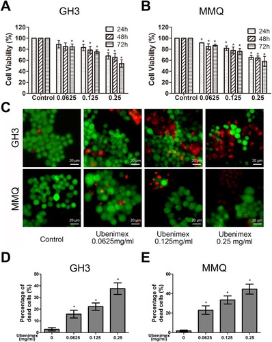 Figure 1 Ubenimex inhibits the viability of GH3 and MMQ cells and induces cell death.