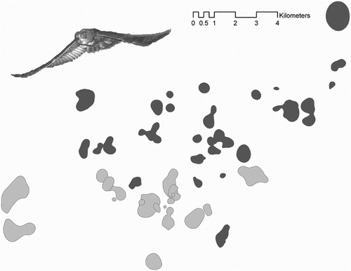 Figure 2. Home ranges of breeders (dark grey) and dispersers (light grey) obtained during continuous radio-tracking sessions (i.e. the following of focal individuals from sunset to sunrise; more details in Methods). Although the breeding and dispersal areas are very close to each other, there is a clear spatial separation between the two fractions of the population. As a consequence of this spatial segregation, dispersers should have not been able to receive information on the availability of reproductive opportunities within the breeding area without active prospecting (which they never did, see Results). Spatial segregation may be the result of breeder's territorial behaviour, which make it safer for dispersers to settle in areas empty of breeders where territoriality and intraspecific competition is lower.