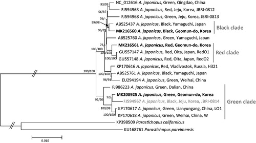 Figure 1. Maximum likelihood and neighbor joining phylogenetic trees of 19 mitochondrial genomes: six Korean sea cucumbers (FJ594963, FJ594967, FJ594968, MK208925, MK216560, and MK216561), five Chinese sea cucumbers (NC_012616, EU294194, FJ986223, KP170617, and KP170618), five Japanese sea cucumbers (AB525437, AB525760, GU557147, GU557148, and AB525761), one Russian sea cucumber (KP170616), Parastichopus californicus (KP398509), and Parastichopus parvimensis (KU168761). The numbers above branches indicate bootstrap support values of maximum likelihood and neighbor joining trees, respectively. Grey color on OTU name indiciates exceptional case of skin color specific clade.