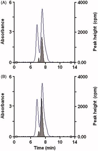 Figure 2. Gel permeation chromatography of CRBP(s) bound to 3[H]-all-trans-retinol or 3[H]-all-trans -retinoic acid. In the Protein Pak I60 chromatograms, grey areas are radioactive peaks, and light areas are absorbance at 280 nm. In the chromatograms of CRBP-3[H]-all-trans-retinol (A) and CRABP-3[H]-all-trans-retinoic acid (B), radioactivity relative to the bound atROL or atRA was distributed in one big peak. Both the chromatographic profiles also show two small peaks, probably due to nonspecific binding. Results from one representative of three separate experiments are shown.