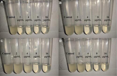 Figure 6 The MIC (μg/mL) test results of the control group and different concentrations of domiphen group.