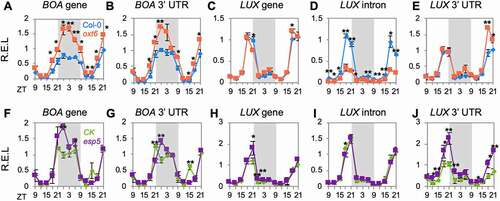 Figure 1. Defective polyadenylation reshapes the rhythm of clock genes. Relative expression level (R.E.L) of gene and transcript expression levels of clock genes (BOA and LUX) in mutants AtCPSF30 (oxt6) (a-e) and AtCPSF100 (esp5) (f-j). The grey box indicates the subjective night. Error bars represent the standard deviation from three biological replicates and asterisks are indicative of statistically significant differences using one-way ANOVA. ZT indicates Zeitgeber time. In (a–j), data are presented as mean ± SD. *p-value < 0.05. **p-value < 0.01