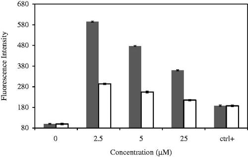 Figure 9. ROS generation in MDA-MB-231 cells treated with CdNPs ▪ and CdNPs@BSA □. Relative fluorescence of DCF was measured by excitation at 485 and emission at 530 nm.