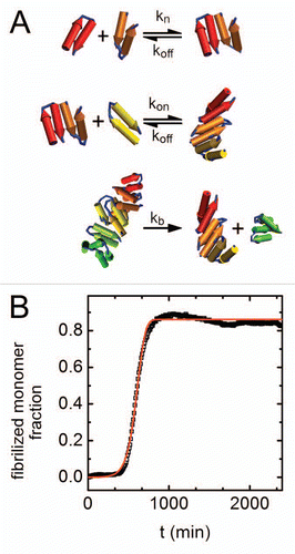 Figure 2 Kinetics of amyloid aggregation. (A) A schematic representation of the steps in the kinetic scheme used to fit the data. The mechanism involves reversible nucleation, reversible monomer-fibril association, and fibril fragmentation steps. (B) Fibrilized monomer fraction as a function of time (black squares) with an overlaid optimized fit to the kinetic model (red line). The fibrilized monomer fraction relates to the fluorescence signal (Fig. 1A) by selecting the highest fluorescence signal in the entire data set (found for the highest concentration of sorbitol) and assuming that value is the fluorescence signal for a fully fibrilized sample.