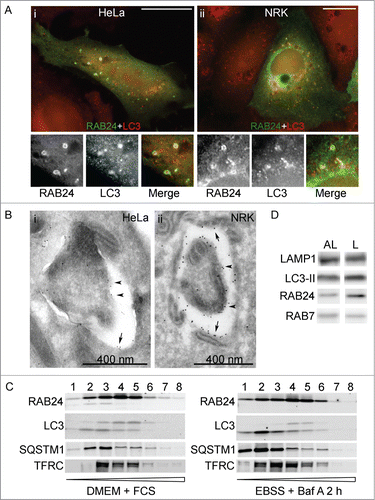 Figure 2. RAB24 localizes in the limiting membranes of autophagic compartments. HeLa (A i, B i, C) or NRK (A ii, B ii) cells were transfected with MYC-RAB24 and (A, C) left untreated in full-culture medium (DMEM), or (B) incubated in serum and amino acid-free EBSS for 90 min, or (C) incubated in EBSS with 100 nM Baf for 2 h. Cells were labeled with anti-RAB24 and anti-LC3 (A i and ii), or anti-RAB24 (B i and ii). (A i and ii) RAB24 label was in several cases observed to be ring-shaped, indicating it localized to the limiting membranes of the LC3-positive structures. (B i and ii) Immunoelectron microscopy confirmed the localization of RAB24 in the limiting membranes of autophagic compartments. Arrows indicate the outer limiting membrane and arrowheads the inner limiting membrane. (C) Subcellular fractionation of HeLa cells in a continuous OptiPrep gradient. The numbers above the western blot images indicate the 8 fractions collected from the top of the gradient. Highest OptiPrep concentration is in fraction 8 on the right. The fractions were detected for RAB24, LC3, SQSTM1 and transferrin receptor (TFRC). (D) Autolysosomal (AL) and dense lysosomal (L) membranes were isolated from rat liver and western blotting was used to detect RAB24, LC3, LAMP1 and RAB7 in these fractions. Bar in A i and ii: 10 μm. Gold particles in B i are 5 nm and ii 10 nm in diameter.