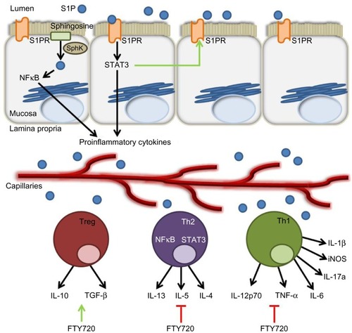 Figure 3 The role of the S1P axis in adaptive immunity.