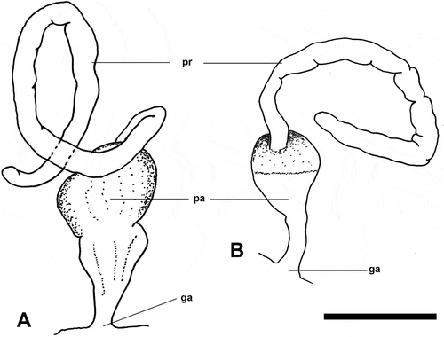 Figure 4. Male reproductive system of (A) Nakamigawaia nakanoae sp. nov. and (B) N. felis. A: Taiwan, ZMBN 116778, animal length (L) = 10 mm. B: the Bahamas, ZMBN 91108, L = 13 mm. ga, genital aperture; pa, penial atrium; pr, prostate. Scale bar: 1 mm.