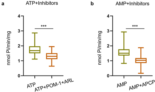 Figure 5. Effect of specific inhibitors of ENTPDases and CD73 on ATPase and AMPase levels in CRC patients. (a) Effect of specific inhibitors of ENTPDases (ARL67153 and POM-1) on ATP hydrolysis (***P < 0.001). (b) Effect of specific inhibitor of CD73 (APCP) on AMP hydrolysis (***P < 0.001).
