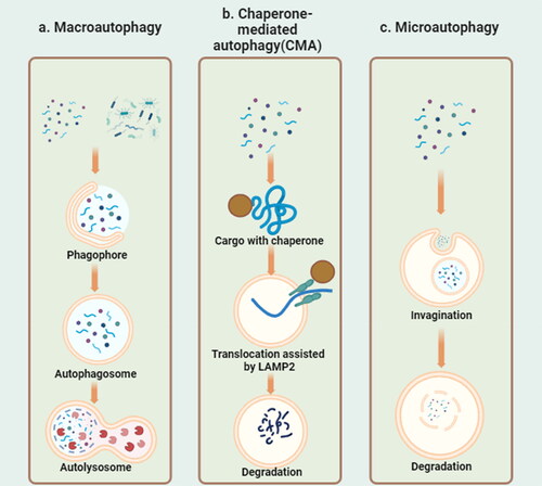 Figure 1. Illustration of the three types of autophagy. (a) In the macroautophagy process, abnormally aggregated protein and microbes are recruited to phagophore, and then phagophore can prolong and enclose to form autophagosomes, and finally the autophagosomes fuse with lysosomes for degradation. (b) In chaperone-mediated autophagy (CMA), proteins containing KFERQ motif keep unfolding with the help of chaperone, and bind to LAMP2A on lysosomes. Proteins translocate from cytosol through LAMP2A into lysosomes lumen one by one. (c) In microautophagy, invagination of lysosome membranes directly engulfs cargoes for degradation.