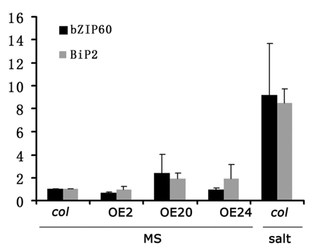 Figure 3 Quantitative RT-PCR shows no obvious changes in the transcript levels of BiP2 and bZIP60 between wildtype and overexpression transgenic lines OE2, OE20, OE24 in normal conditions. Values are presented as the mean ± SE (n = 3).