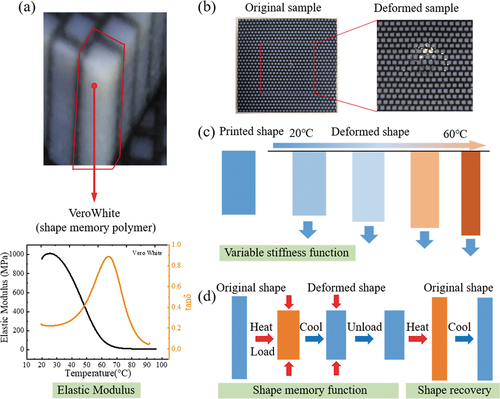 Figure 6. Preparation and adjustment principle a-shaped memory polymer: (a) VeroWhite DMA curve; (b) 3D printing variable material; (c) variable stiffness function; (d) shape memory function.