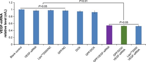 Figure 10 VEGF mRNA expression of HeLa cells treated with different medicines. Data are presented as the mean ± SD, n=3.Abbreviations: DOX, doxorubicin; GPF, graphene oxide-poly-l-lysine hydrobromide/folic acid; NC, normal control; siRNA, small interfering RNA; VEGF, vascular endothelial growth factor.