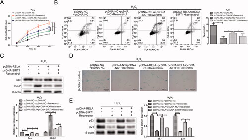 Figure 7. Resveratrol inhibits premature senescence through targeted regulation RELA/SIRT1. (A) CCK-8 and (B) flow cytometry were used to detect BMMSCs proliferation activity and apoptosis rate induced by H2O2 in group pc-NC + pc-NC, pc-NC + pc-NC + resveratrol, pc-RELA + pc-NC + resveratrol and pc-RELA + pc-SIRT1+ resveratrol; (C) the expression of apoptosis-related proteins (Bax and Bcl-2) was detected by western blot; (D) β-galactosidase staining assay was performed to determine the senescence of BMMSCs; (E) the expression of senescence-related proteins (p53, p21 and p16) was detected by western blot. *p < 0.05, **p < 0.01, ***p < 0.001 versus another group.