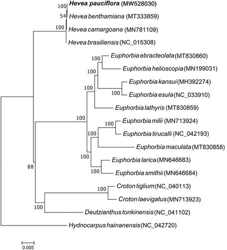 Figure 2. Maximum-likelihood tree based on complete chloroplast genome sequences of H. pauciflora and other Euphorbiaceae species. Hydnocarpus hainanensis, a tree species belonging to the Achariaceae family, was the outgroup.
