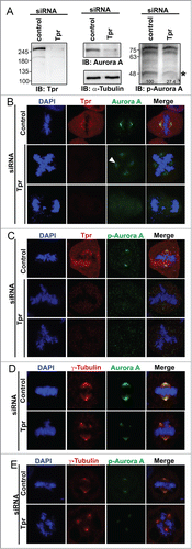 Figure 3 (See previous page). Tpr depletion alters Aurora A centrosome localization, reduces Aurora A phosphorylation and induces chromosome lagging or other segregation defects HeLa cells were transfected with control siRNA or Tpr siRNAs. Seventy-two hours after transfection, lysates were analyzed by immunoblotting with the indicated antibodies (see Fig. 2A or materials and methods for antibody details). The same membrane was stripped and re-probed with anti-α-tubulin (as loading control). Two non-specific bands (~70 KDA) are included to demonstrate equal loading as internal control (Right panel). Numbers indicate molecular mass markers in kilodaltons. (B and C) Confocal images of mitotic HeLa cells transfected with control or Tpr siRNA and analyzed 72 h post-transfection. Cells were analyzed by immunofluorescence using antibodies against (B) anti-Aurora A (IAK1 610939 from BD Transduction Laboratories) and Tpr (rabbit anti-Tpr, sc-67116, from Santa Cruz Biotechnology); (C) anti-Phospho-Aurora A (Thr 288) (#3079, from Cell Signaling Technology) and Tpr (mouse anti-Tpr, sc-101294, from Santa Cruz Biotechnology). Goat anti-mouse Alexa Fluor-488 or rabbit Rhodamine were used as secondary antibodies. DNA was counterstained using DAPI. D-E) Confocal images of mitotic HeLa cells transfected with control or Tpr siRNA and analyzed 72 h post-transfection. Cells were analyzed by immunofluorescence using antibodies against (D) anti-Aurora A and γ-tubulin (T6557 from Sigma-Aldrich); (E) anti- Aurora A phosphorylation (pT288) and γ-tubulin (T6557 from Sigma-Aldrich). Goat anti-mouse Alexa Fluor-488 or rabbit Rhodamine were used as secondary antibodies. DNA was counterstained using DAPI.