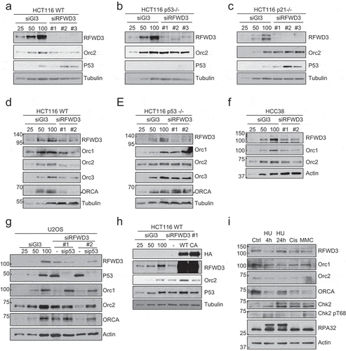 Figure 5. RFWD3 loss results in p53-dependent reduction of ORC/ORCA. (a-c). Immunoblot analysis of whole cell extracts from HCT116 WT (a), p53 null (b), or p21 null (c) cells treated with RFWD3 siRNAs. Varying concentrations (25%, 50%, and 100%) of whole-cell extracts treated with control siRNA (siGl3) are shown to provide information on the percentage of knockdown and the reduction of protein levels. (d-e). Immunoblot analysis of whole cell extracts from HCT116 WT (d) or p53 null (e) cells treated with RFWD3 siRNAs. Varying concentrations (25%, 50%, and 100%) of whole cell extracts treated with control siRNA (siGl3) are shown to provide information on the percentage of knockdown and the reduction of protein levels. (f). Immunoblot analysis of whole cell extracts from HCC38 cells treated with control or RFWD3 siRNAs. Varying concentrations (25%, 50%, and 100%) of whole cell extracts treated with control siRNA (siGl3) are shown to provide information on the percentage of knockdown and the reduction of protein levels. (g). Immunoblot analysis of whole cell extracts from cells treated with RFWD3 siRNAs in the absence or presence of p53 siRNA. Varying concentrations (25%, 50%, and 100%) of whole-cell extracts treated with control siRNA (siGl3) are shown to provide information on the percentage of knockdown and the reduction of protein levels. (h). Immunoblot analysis of whole cell extracts treated with RFWD3 siRNAs in the absence or presence of HA-RFWD3 WT or CA mutant. Varying concentrations (25%, 50%, and 100%) of whole-cell extracts treated with control siRNA (siGl3) are shown to provide information on the percentage of knockdown and the reduction of protein levels. (i). Immunoblot analysis of whole cell extracts from U2OS treated with different DNA damage agents. Cells were treated with 2 mM hydroxyurea (HU) for 4 h or 24 h, 1 µM of cisplatin for 4 h, or 20 ng/ml mitomycin C (MMC) for 4 h