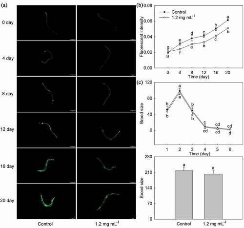Figure 6. Effects of P. lactiflora stamen extract on intestinal autofluorescence and reproduction of C. elegans. A: Effects of stamen extract on intestinal autofluorescence of nematodes; B: Fluorescence intensity of intestinal autofluorescence; C Effects of stamen extract on reproduction of nematodes. The values represented the mean ± SD, and different letters indicate significant differences according to Duncan’s multiple range test (P < .05)