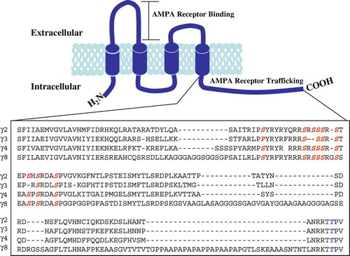 Figure 1.  TARP protein structure. Schematic representation of the secondary structure of TARP proteins, comprising four transmembrane domains and cytosolic carboxy and amino termini. Amino acid sequence of the cytosolic C-terminal tail aligned in TARPγ2, γ3, γ4 and γ8. Red letters indicate phosphorylated serine residues and blue letters, phosphorylated threonine residues. This Figure is reproduced in colour in Molecular Membrane Biology online.