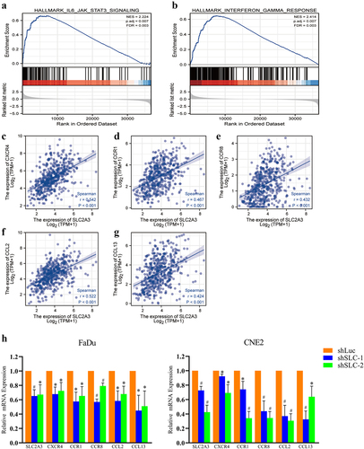 Figure 6. SLC2A3 expression was correlated with IL6/JAK/STAT3 signaling and interferon-γ hallmark gene sets. GSEA of DEGs between the low and high SLC2A3 expression groups from TCGA-HNSC for the (a) IL6/JAK/STAT3 signaling pathway and (b) interferon-γ response pathway. NES: normalized enrichment score. FDR: false discovery rate. (c-g) the positive correlation between SLC2A3 and the expression of CXCR4, CCR1, CCR, CCL2 and CCL13 based on TCGA-HNSC. (h) SLC2A3 knockdown inhibited the mRNA expression of CXCR4, CCR1, CCR8, CCL2, and CCL13. Each value represents the mean ± SD of three separate experiments. *P < 0.05; **P < 0.01.