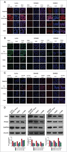 Figure 5. Expression changes of metabolic related proteins in tumor cells after being treated with inhibitor NAC or 3-MA by using western blot and immunofluorescence. (D) Expression of metabolism related proteins IDH2, PKM2, GAPDH in colorectal cancer cells co-cultured with CCD-18-co under treatment of NAC or 3-MA, respectively. *P < 0.05 vs. negative respectively, **P < 0.01 versus negative respectively. (A, B, and C) Immunofluorescence observation of metabolism related proteins GAPDH, PKM2, IDH2 in tumor cells cultured alone or co-cultured with CCD-18-co under treatment of NAC or 3-MA, respectively (63×).