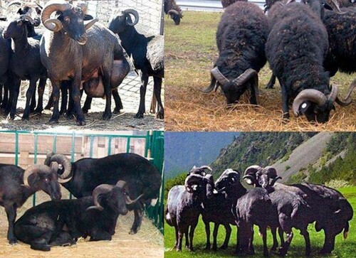 Figure 1. Sheep of the Karachai breed.
