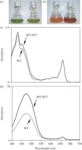 Fig. 1. Growth (a, b; left WT, right MT 2877) and absorption spectra of methanol-extracts (c, d) of Haematococcus under favourable growth and stress conditions. a, c. Samples were taken from the vegetative cultures after 4 days of optimal growth. b, d. For induction of astaxanthin biosynthesis and red cyst formation, the green vegetative cultures were exposed to continuous illumination of 250 µmol photons m−2 s−1, spiked with sodium acetate and ferrous sulphate at a final concentration of 45 mM and 450 µM, respectively (HL + SA + FE). Samples were taken after 5 days. Data represent the mean of at least three independent experiments, varying by less than 5%.