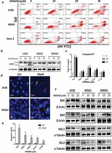 Figure 4. DMAMCL induces OS cell apoptosis in vitro. (a) Three OS cell lines (143B, MG63, and Saos-2) were treated with DMAMCL (10, 20, and 30 μM) for 24 h. Apoptotic cells were detected by flow cytometry with Annexin V/PI double staining. (b) Three OS cell lines (143B, MG63, and MNNG) were treated with DMAMCL (10 and 20 μM) for 24 h. The expressions of Cleaved-PARP (89KD) were detected by Western Blotting. (c) Five OS cell lines (143B, MG63, MNNG, Saos-2, and U-2OS) were treated with DMAMCL (20 and 25 μM) for 24 h. The caspase3/7 activity was detected. * P < 0.05, ** P < 0.01 DMAMCL (+) vs. control. Hoechst33342 staining was performed after cells treated with DMAMCL (20uM) for 24 h. (d) Typical pictures of 143B and MG63 cells were shown, and karyopyknosis (red arrow) and karyorrhexis (yellow arrow) was observed. (e) Histogram showed the percentage of apoptotic cells (143B, MG63, MNNG, Saos-2, and U-2OS). ** P < 0.01 DMAMCL (+) vs. control. (f) The expressions of BAK, BAX, MCL1, and BCL2 in three OS cell lines (143B, MG63, and MNNG) were detected by Western Blotting after 24-h treatment with DMAMCL (10 and 20 μM)