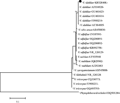 Figure 4. Phylogenetic tree constructed using the Neighbour-joining method of MEGA 6.1 program based on the ITS sequences of the tested isolate (KR528468) and 20 isolates retrieved form Genebank. Bootstrap support values resulting from 1000 replicates and Phytophthora drechsleri served as the out group.