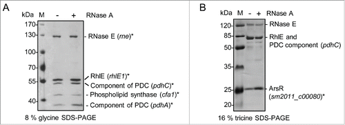 Figure 7. RNase E-enriched protein fraction of S. meliloti. RNase E of S. meliloti was enriched by a method used for purification of bacterial degradosome complexes.Citation32-35 Fractions 10 of the glycerol gradient shown on Fig. S10 was analyzed by 8 % glycine SDS PAGE (A) and 16 % tricine SDS-PAGE (B) and silver staining. Proteins identified by MALDI-TOF-MS are marked with asterisks. The corresponding genes are given in brackets. PDC, pyruvate dehydrogenase complex. To exclude RNA-mediated co-purification of proteins, 2 gradients were ran in parallel with (+) or without (-) RNase A (indicated above the panels). M, protein marker, sizes are indicated in kDa.