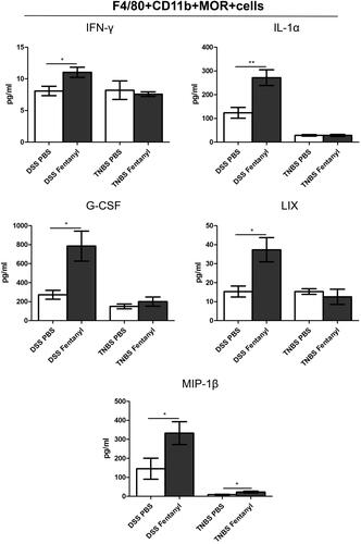 Figure 6. Fentanyl upregulated the production of inflammatory cytokines and chemokines in μ-opioid receptor (MOR)+ macrophages in the colonic lamina propria mononuclear cells (LPMCs) of dextran sodium sulfate (DSS) model, but failed to induce the synthesis of most inflammatory cytokines and chemokines from MOR + macrophages of the colonic LPMCs from 2,4,6-trinitrobenzenesulfonic acid solution (TNBS) model. The same quantity of flow-sorted MOR + macrophages were collected from each group (DSS control, DSS medium-dose fentanyl, TNBS control, and TNBS medium-dose fentanyl groups), and cultivated. The supernatant was analyzed using multiplex enzyme-linked immunosorbent assay (ELISA) after incubation for 24 h. The figure shows inflammatory cytokines and chemokines synthesized by F4/80 + CD11b + MOR + cells of LPMCs from each group. Experiments were repeated four times. *p<.05; **p<.01; ***p<.001 (fentanyl-treated vs. PBS control in the DSS or TNBS model).