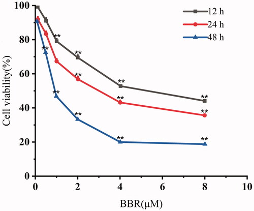 Figure 1. Cell viability of SW480 cells after exposure to 0–8 μM of BBR for 12, 24 and 48 h, respectively. The results are expressed as the means of three independent experiments.