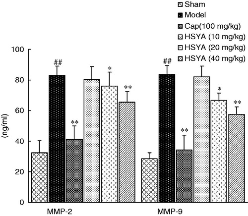 Figure 5. Effects of HSYA on serum levels of MMP2 and MMP9. Values are expressed as the mean ± SD. Significance was determined by ANOVA followed by Tukey’ s test. ##p < 0.01 compared with Sham group. *p < 0.05, **p < 0.01 compared with model group.