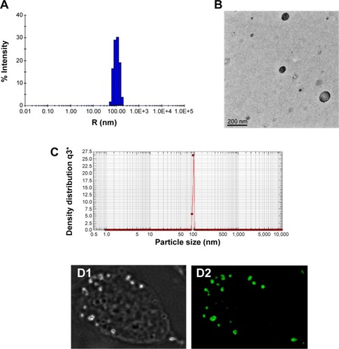 Figure 1 Size distribution and morphology of AmB–PGA nanoparticles.Notes: (A) The Z-average diameter of the AmB–PGA nanoparticles determined by dynamic light scattering measurements was 107±0.7 nm. (B) Transmission electron microscopy showed that the AmB–PGA nanoparticles were spherical in shape with an average size of 98±2 nm. (C) Particle size distribution of AmB–PGA nanoparticles assessed by photon correlation spectroscopy. (D1) Phase contrast light and (D2) fluorescence micrographs of normal peritoneal macrophages after their interaction with calcein (fluorescent probe)-loaded PGA nanoparticles.Abbreviations: AmB, amphotericin B; PGA, polyglutamic acid.