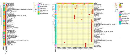 Figure 3. Taxonomic abundance cluster heatmap (plotted by sample name on the X-axis and the Y-axis represents the genus. The absolute value of ‘z’ represents the distance between the raw score and the mean of the standard deviation. ‘Z’ is negative when the raw score is below the mean, and vice versa. ‘A’ – samples from non-pregnant patients, ‘B’ – samples from pregnant patients (with subsequent pregnancy after FET).