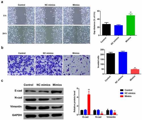 Figure 3. miR-124-3p suppresses HCC EMT.