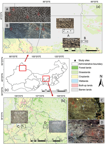 Figure 1. Study areas and sample points, (a) areas A and B in the Gurbantunggut desert, Xinjiang and (b) areas C and D in the Mu Us Sandy Land. The photos of each study area depict the biological soil crusts present in those regions. Areas A and B represent desert areas with predominantly mosses and lichens as the dominant biological soil crusts. Areas C and D are sandy lands characterized by the presence of mixed biological soil crusts. The satellite images and photos were derived from Sentinel-2 and field surveys. China cover data were from the Chinese Academy of Sciences (Bingfang et al. Citation2017). (c) Overview of drylands in China.