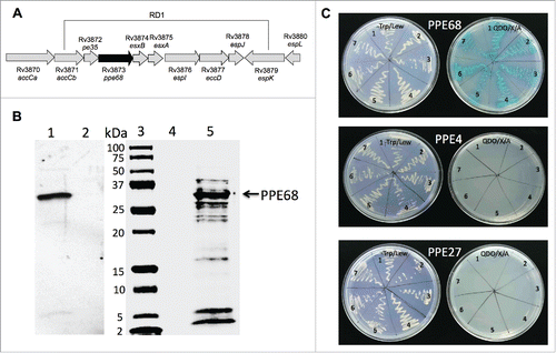 Figure 4. (A) Schematic organization of the M. tuberculosis RD1 region containing the PPE68 gene. (B) His-tagged pull-down assay of Mtb proteins interacting with PPE68. The overexpressed PPE68 protein in induced (lane 1) and uninduced (lane 2) E.coli cells is visualized with anti-His antibody. Lane 3, protein marker; lane 4, the pull-down control using the uninduced E.coli cell lysate; lane 5, Mtb bound proteins to PPE68. The membrane was visualized with Li-Cor Odyssey imaging system. (C) The interactions between PPE68 and Rv0462/lpdC (1), Rv0652/rplL (2), Rv1093/glyA1 (3), Rv1388/mihF (4), Rv1837c/glcB (5), Rv2220/glnA1 (6) and Rv2626c (7) were confirmed using a yeast 2-hybrid system. To test the specificity of PPE68 interaction to target Mtb proteins, the yeast reporter strain containing the bait pGBKT7:PPE4 and pGBKT7:PPE27 constructs were screened against the selected Mtb gene constructs in pGADT7 vector; The yeast zygotes that grew on quadruple dropout medium SD/–Ade/–His/–Leu/–Trp supplemented with X-a-Gal and Aureobasidin A (QDO/X/A) and turned blue in color were considered positive. The growth of the yeast cells on the –Trp/Lew medium was used as a control that diploid yeast cells contained both bait and pray constructs.